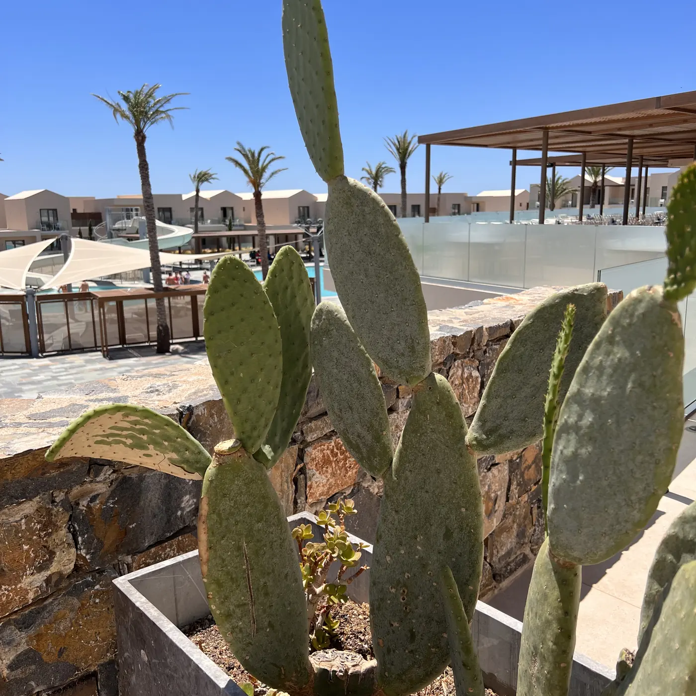 ROBINSON IERAPETRA – Kakteen an der Natursteinmauer nahe dem Schachbrett