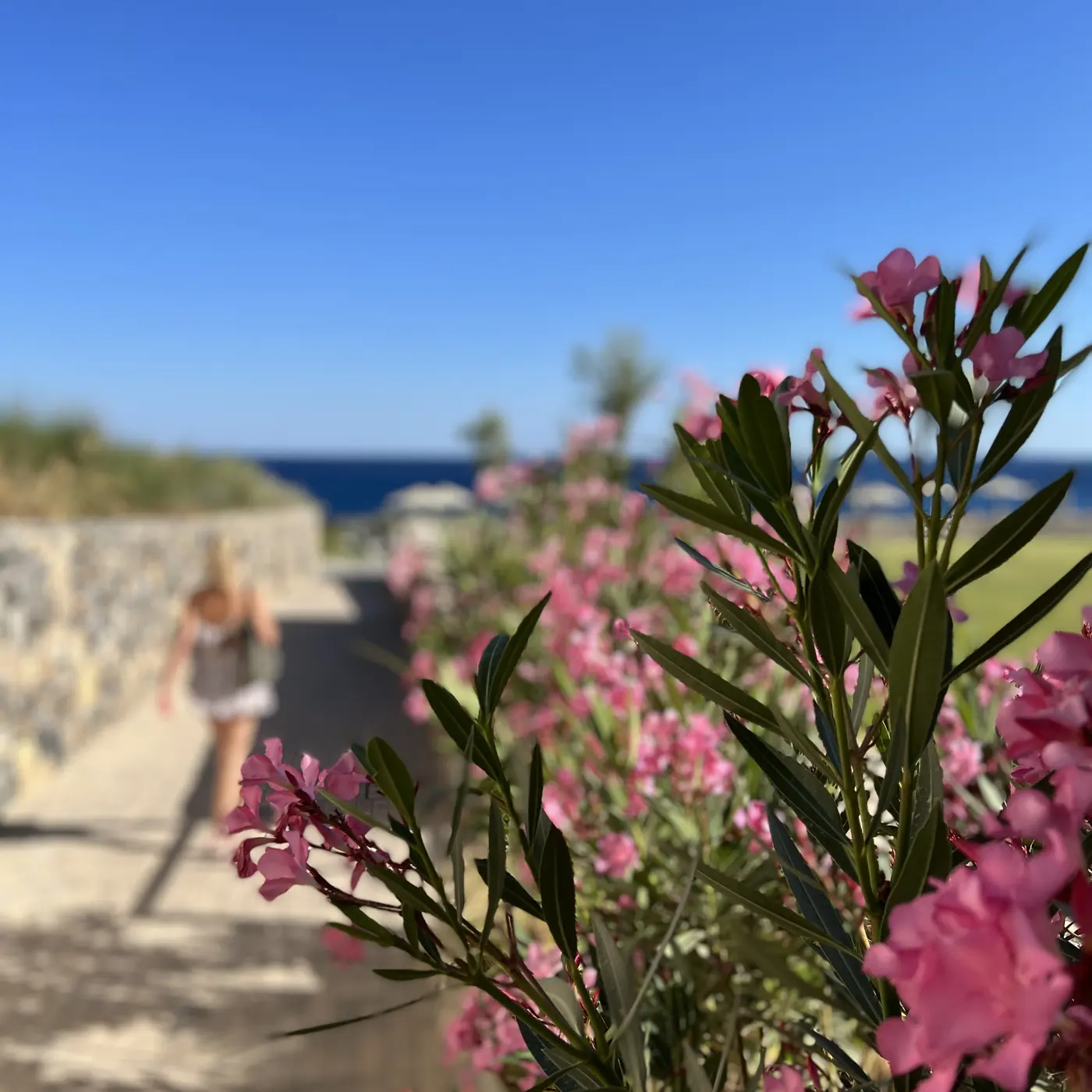 ROBINSON IERAPETRA – Oleander am Weg zum Meer