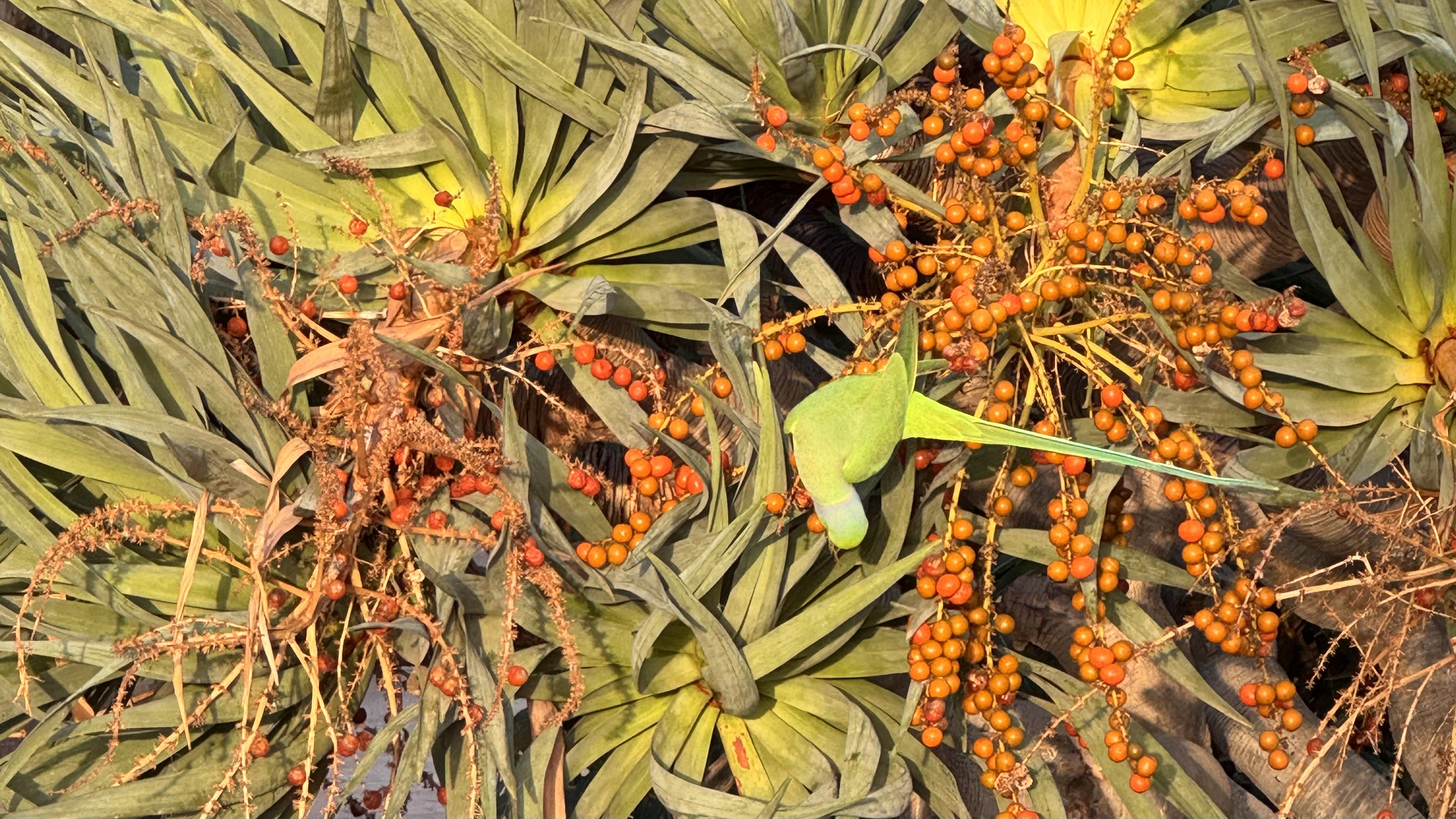 Halsbandsittich inmitten der Gartenanlage des Aldiana Club Fuerteventura